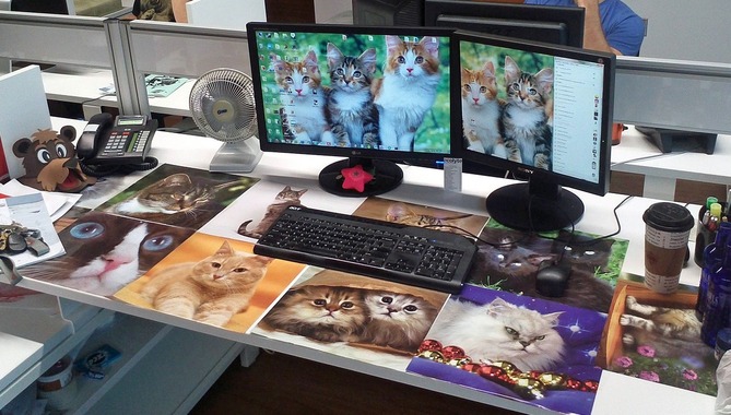 broma-amante-gatos.png