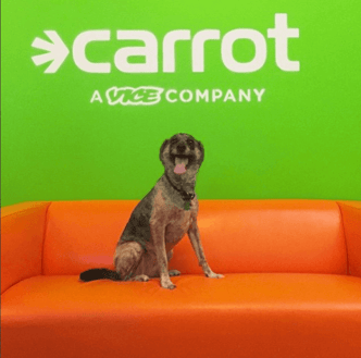 Ejemplo de la agencia creativa Carrot: pet friendly