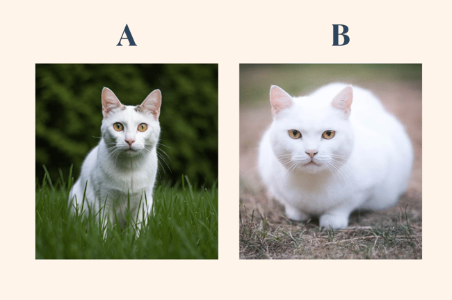 gato real o ia