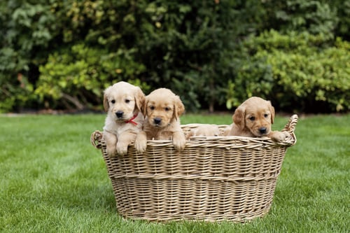 Cachorros-de-Golden-Retriever-en-una-canasta