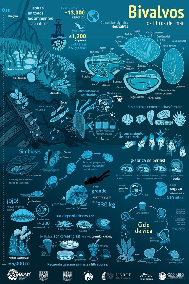 Ejemplo de infografía creativa sobre naturaleza
