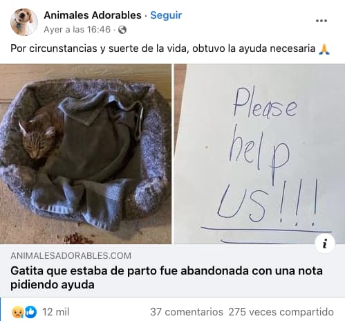 Ejemplos de clickbait en redes sociales: «Gatita que estaba de parto fue abandonada con una nota pidiendo ayuda»