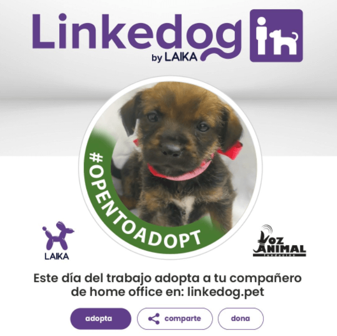 Copywriting de propósito social de Laika en LinkedIn