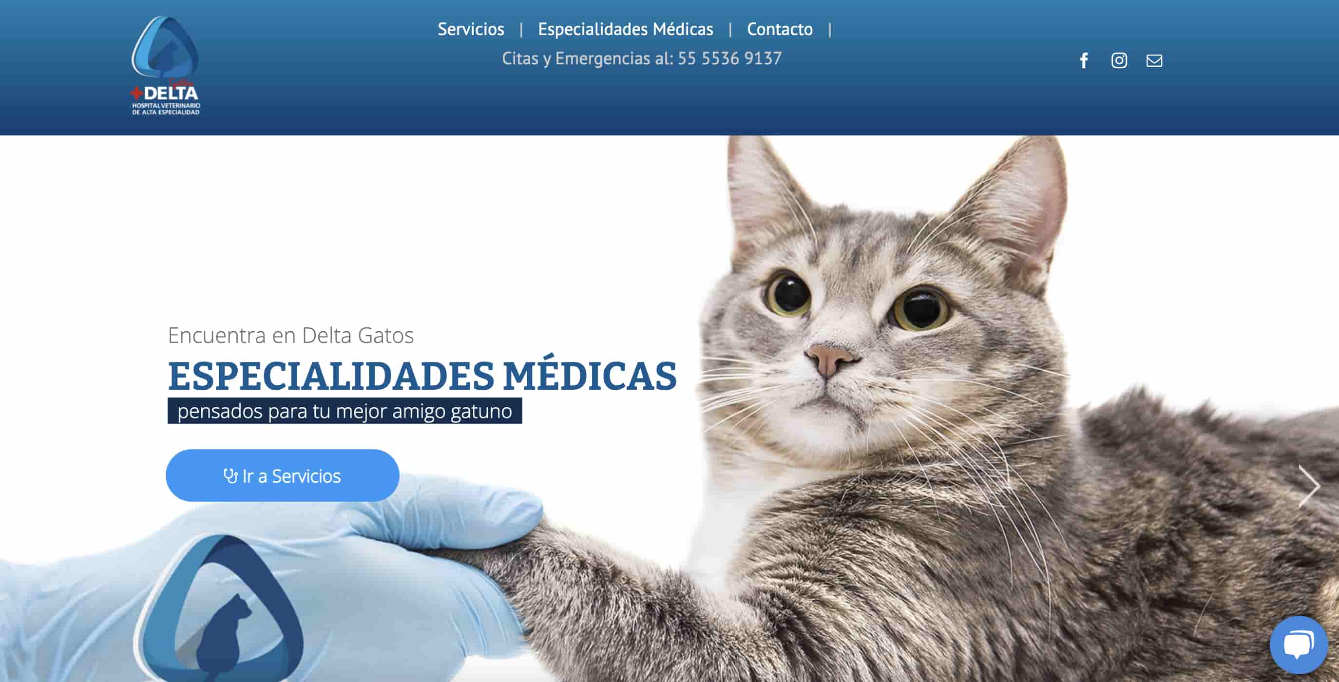 Ejemplos de nicho de mercado: web de hospital para gatos